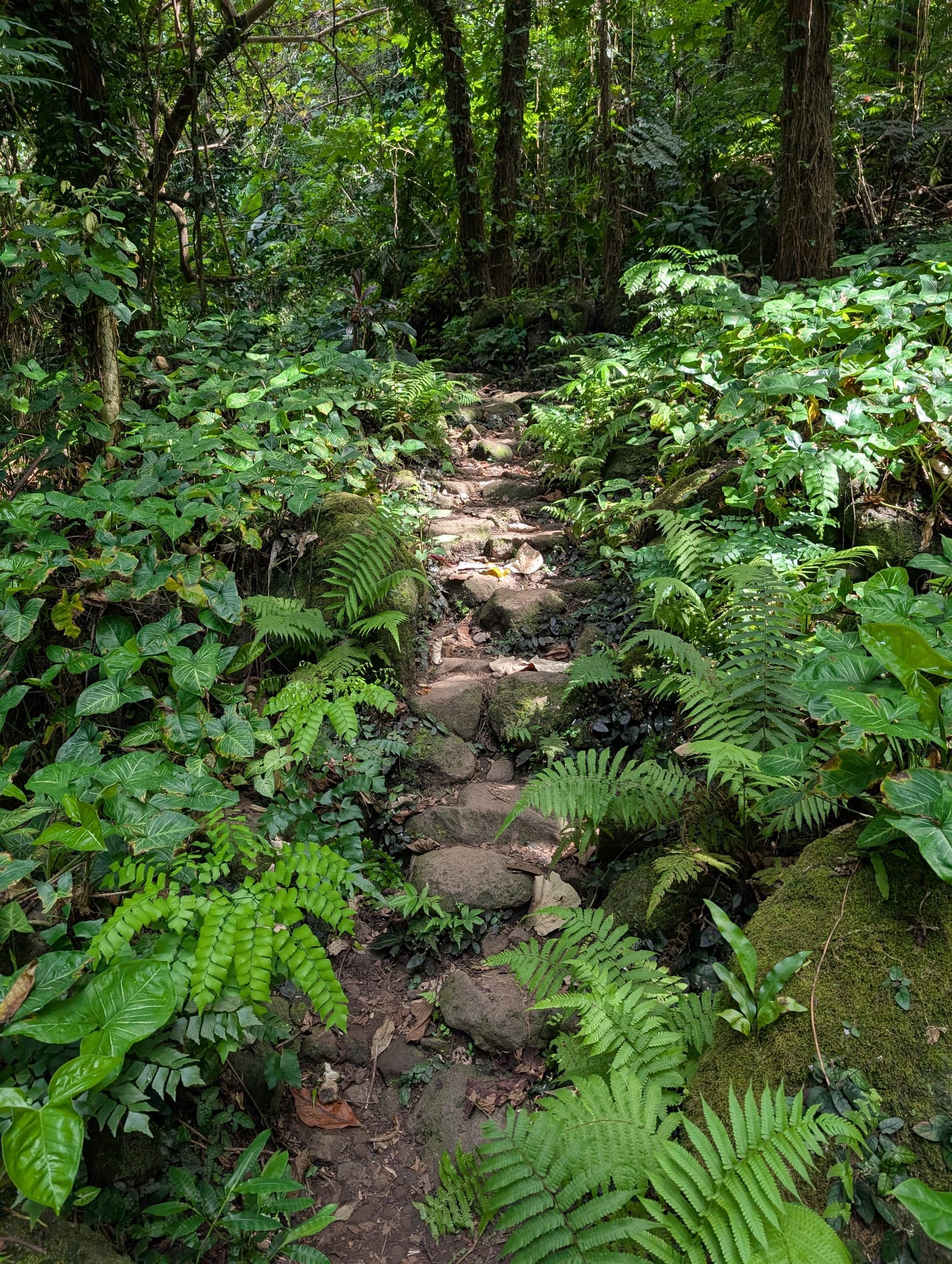 sentier waterfall