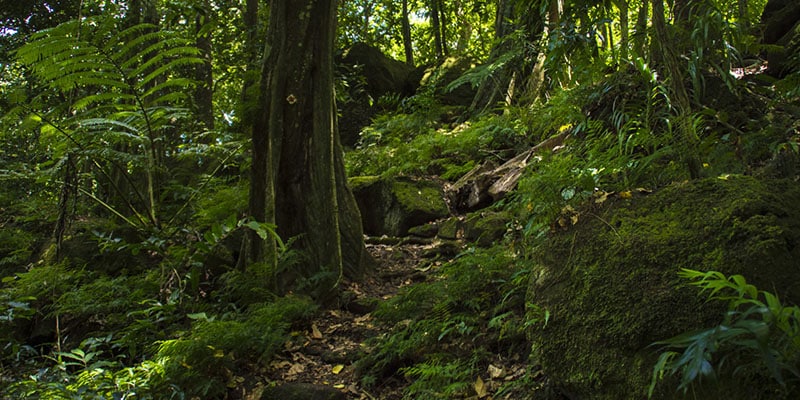 sentier