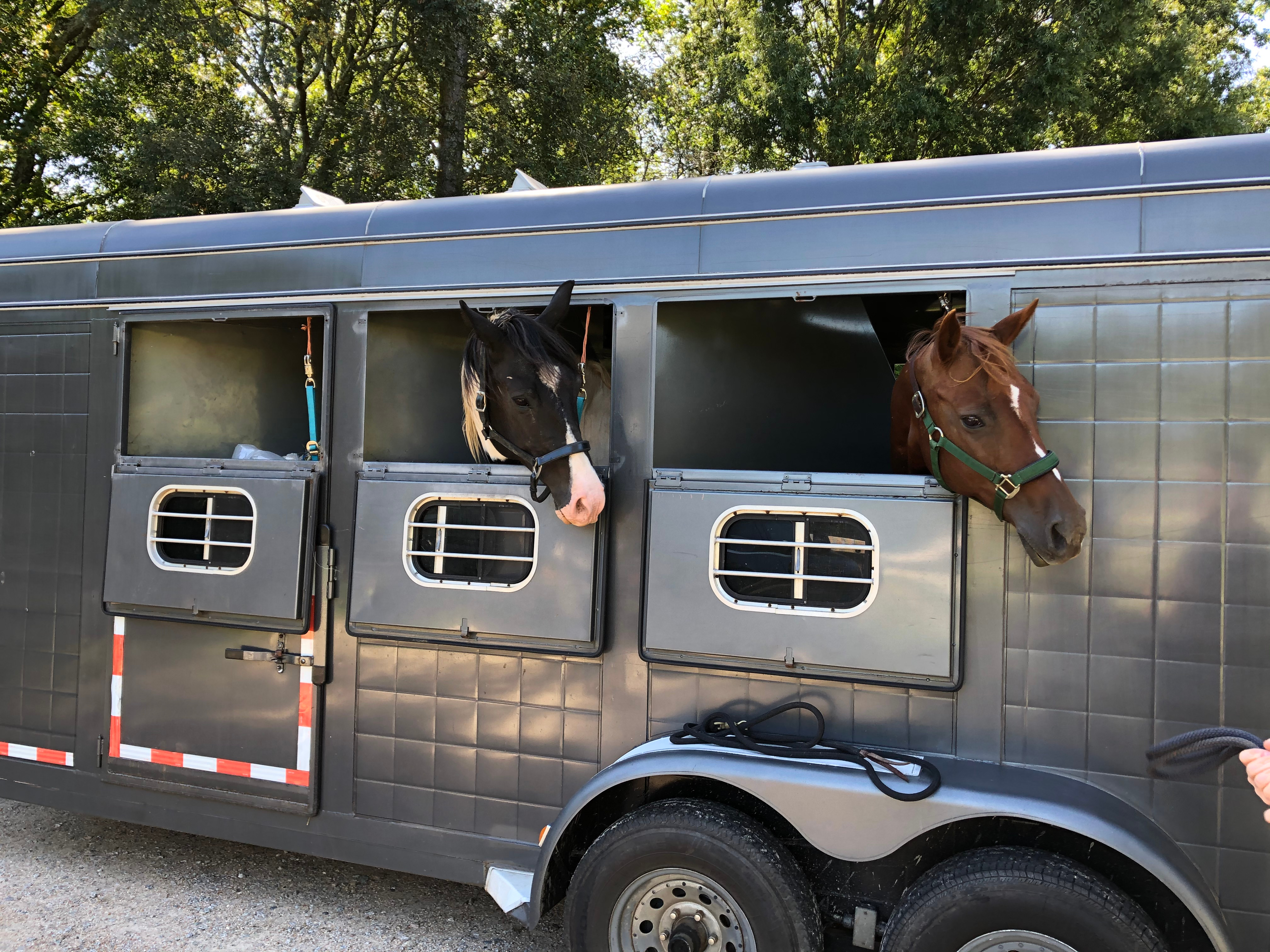 Horses in a Horse Trailer