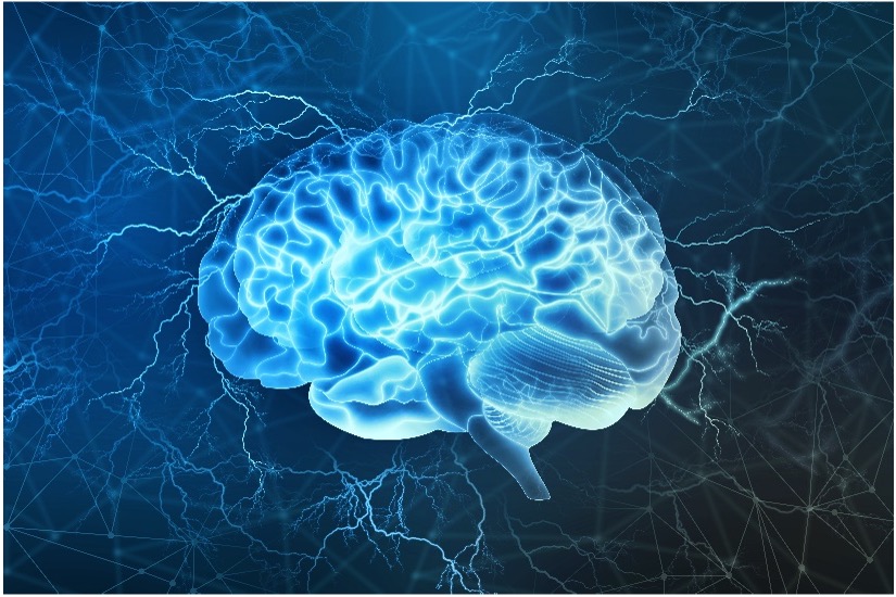 Brain