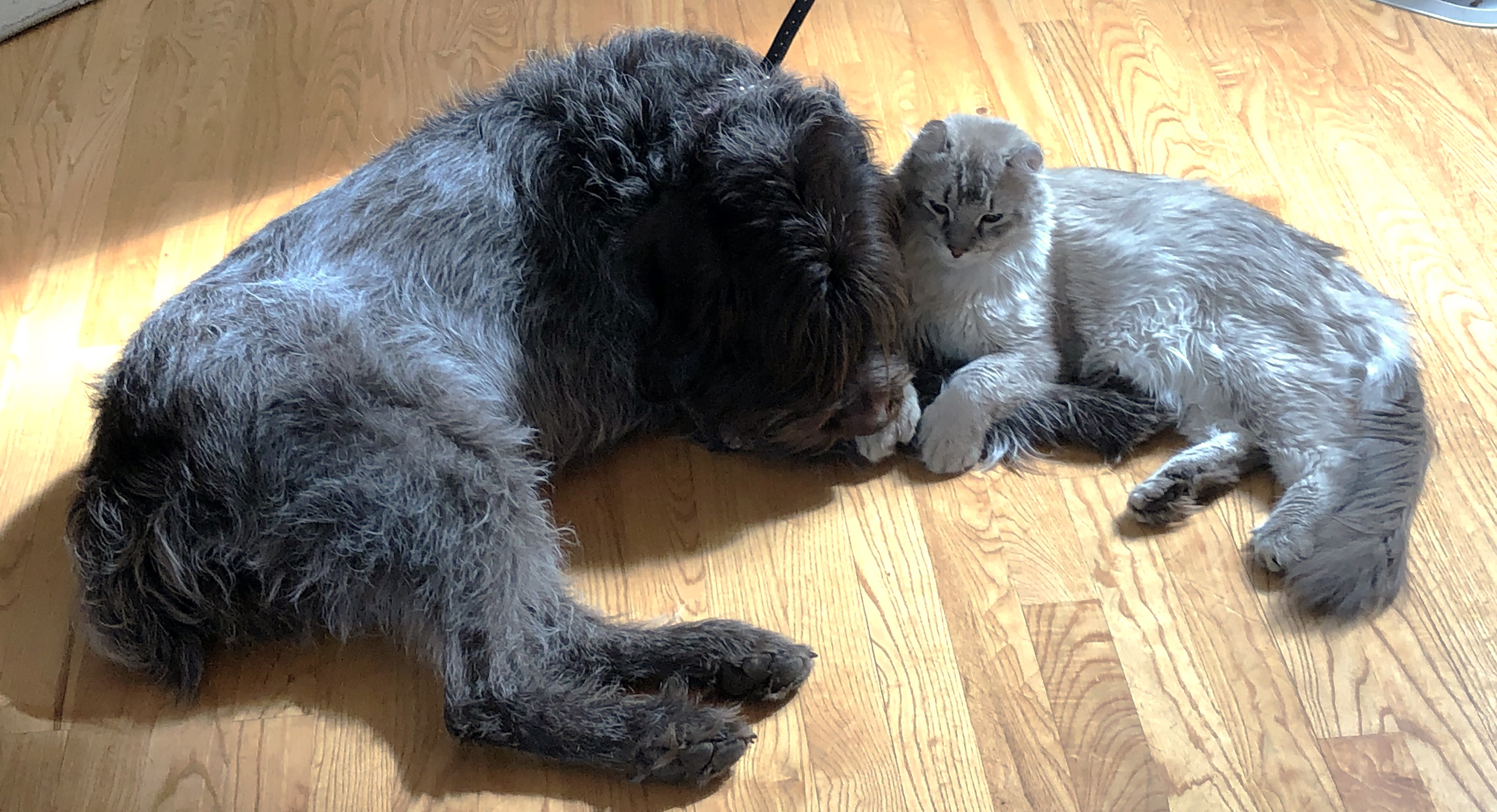 Cat, Dog, Love, Best Friends, Family, Cuddle