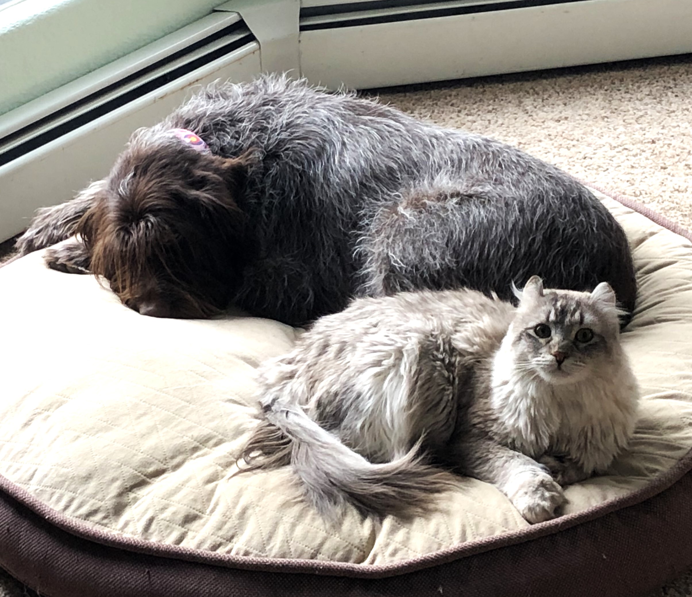 Friends, Happiness, Loyalty, Fur Family