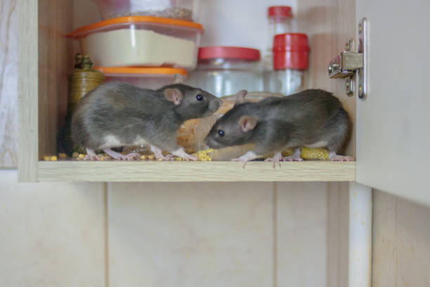 Cabinet Mice