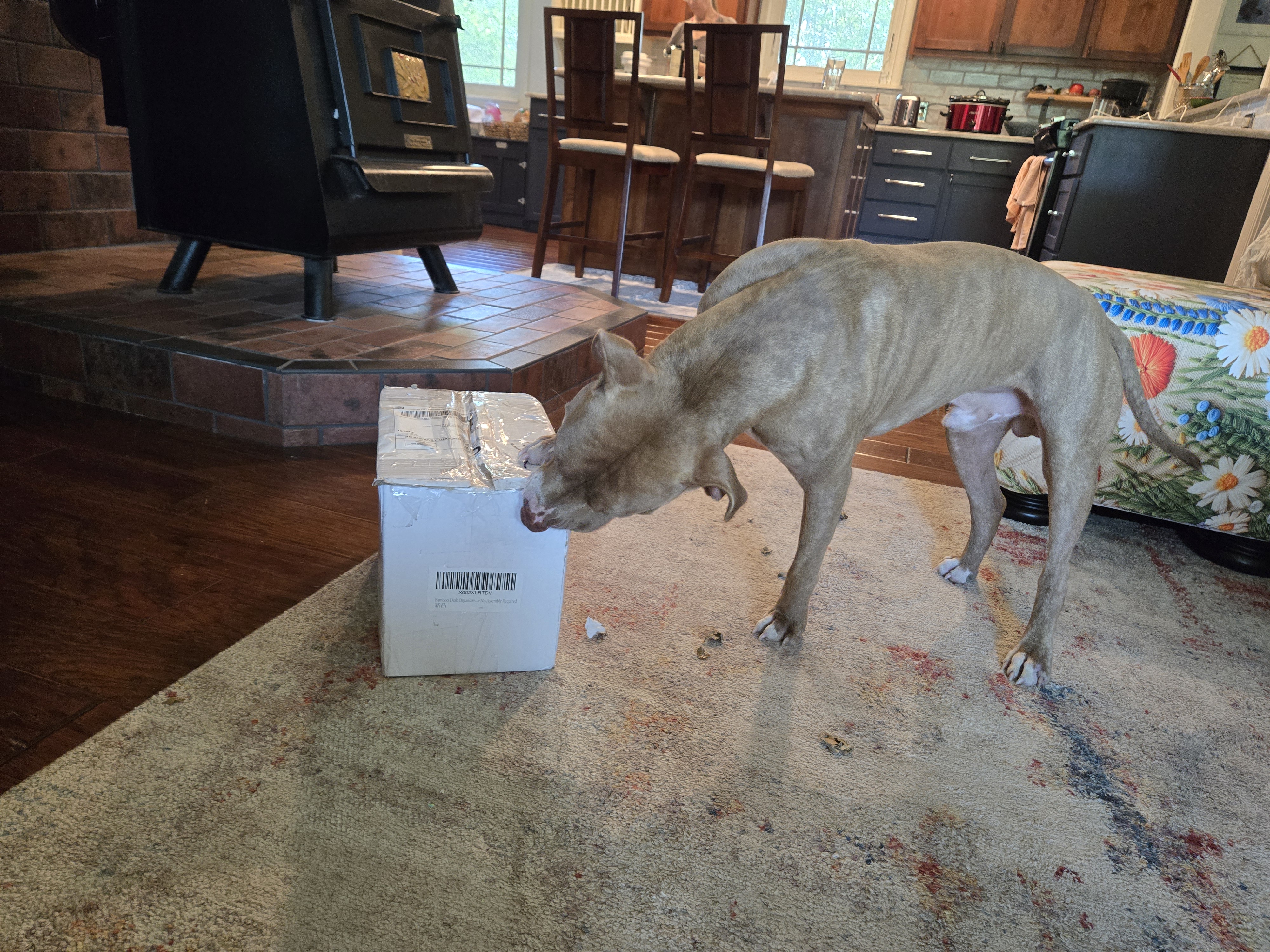 brown pit bull tearing open a box