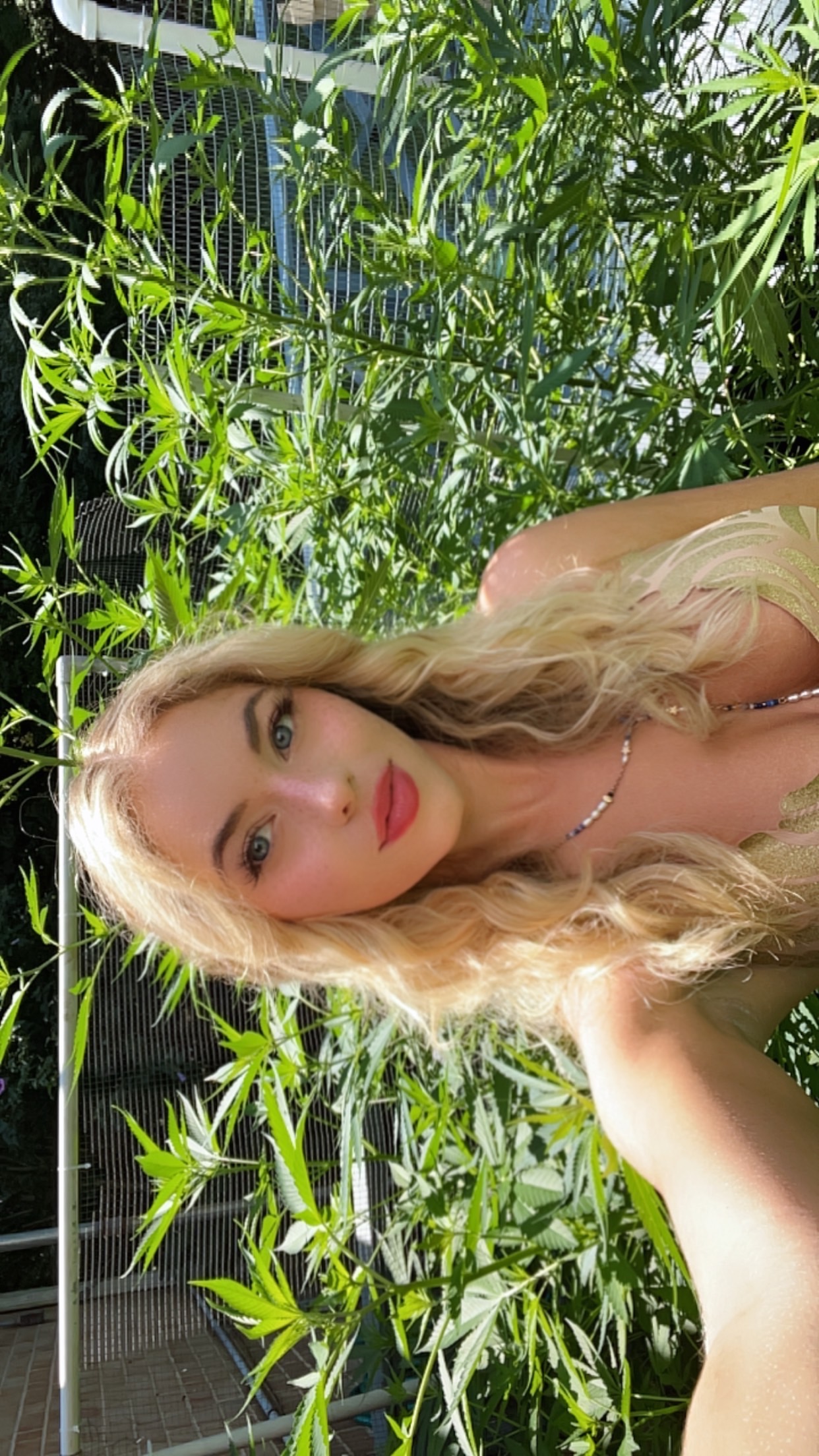 Cannabis
