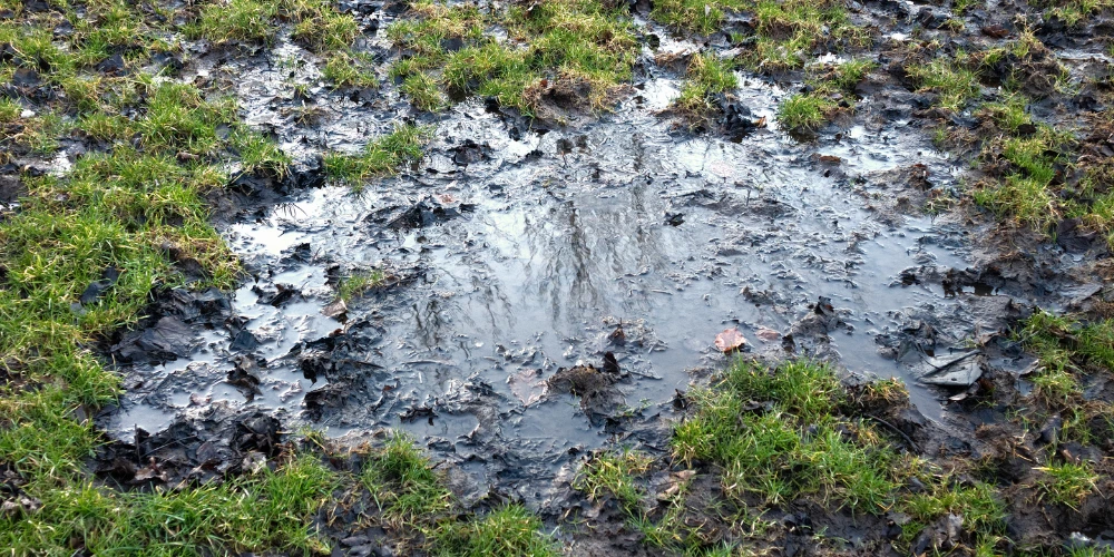An image of rain affected, wet, muddy, and soggy lawns. An image of rain affected, wet, muddy, and soggy lawns.