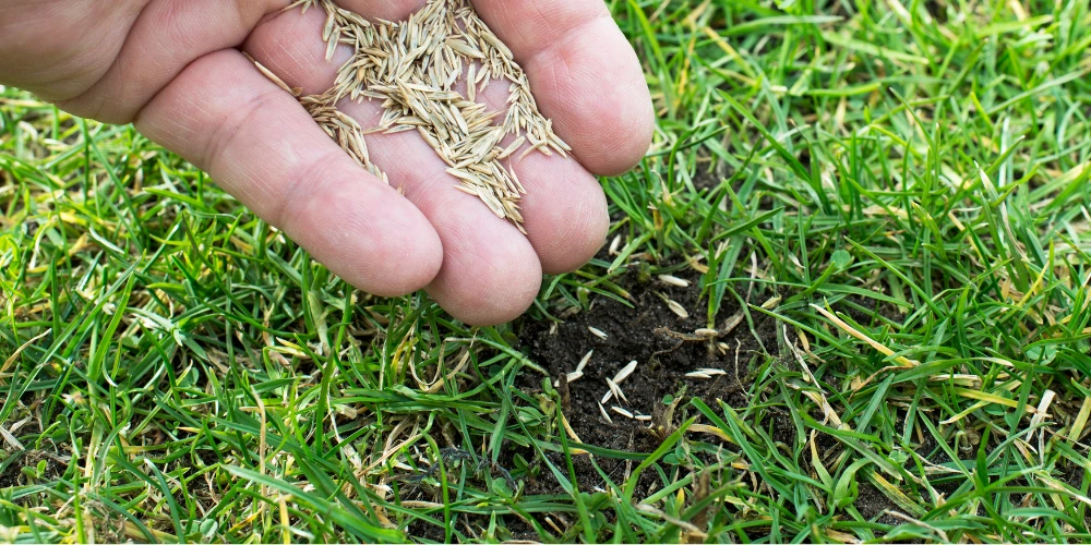 An image of a person spreading grass seeds to grow a new lawn. An image of a person spreading grass seeds to grow a new lawn.