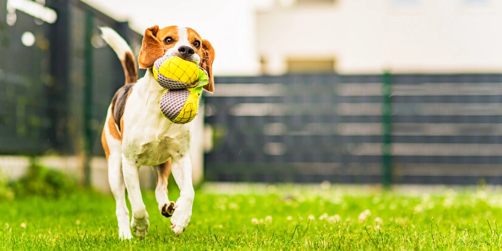 A puppy playing in a backyard lawn, running on the fresh green grass. A puppy playing in a backyard lawn, running on the fresh green grass.