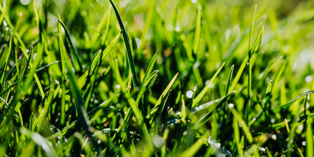 An image of freshly laid turf on a winter morning with dew.