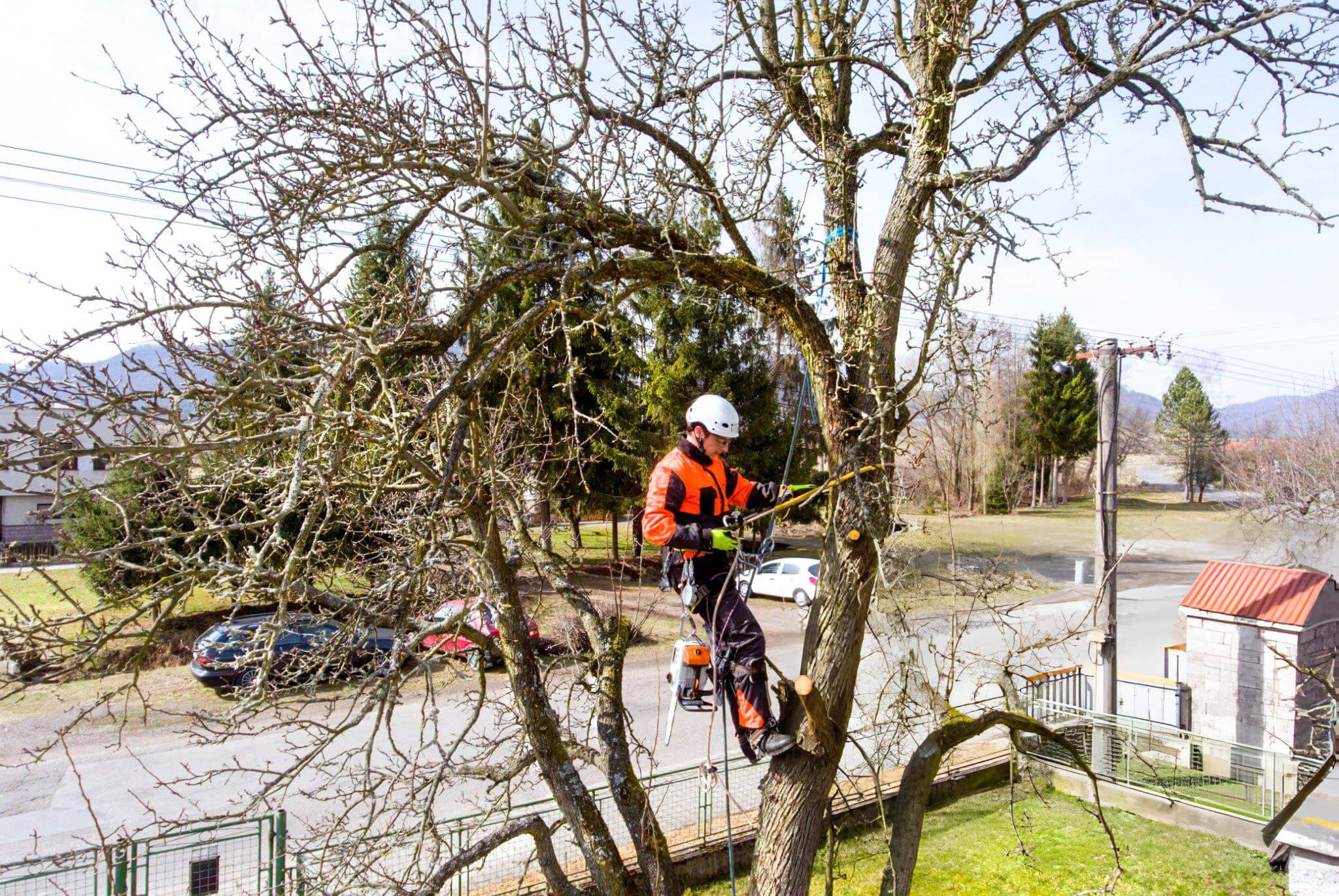Professional Tree Service Amarillo | Stump Grinding & Tree Removal