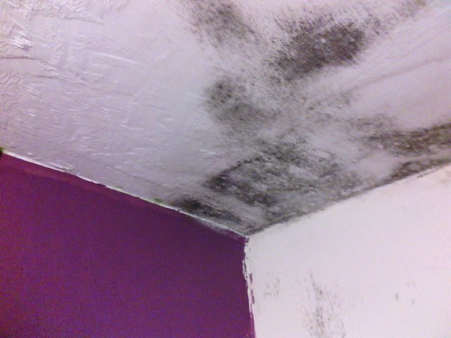 Toxic black mould due to missing loft insulation