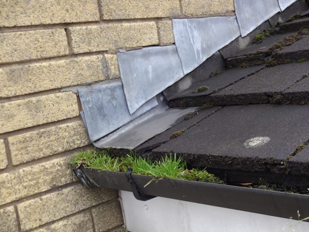 Vegetation in gutter