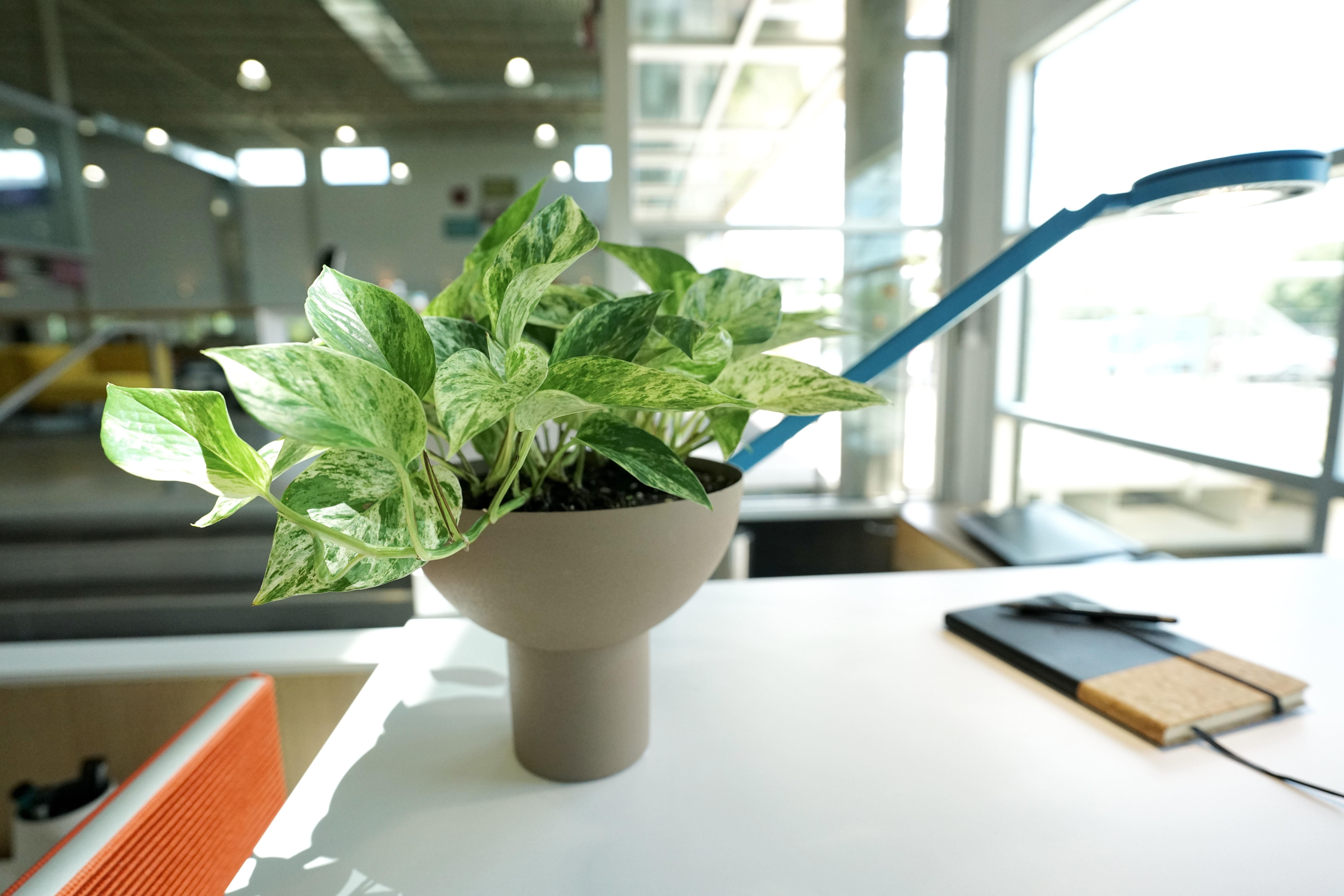 Fragrance-free Arizona office cleaning with a green plant on a spotless countertop showing natural freshness and healthy spaces. Fragrance-free Arizona office cleaning with a green plant on a spotless countertop showing natural freshness and healthy spaces.