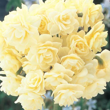 Cream colored flowers