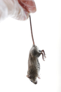 Pests can be a very frustrating issue for both landlords and tenants. Pests can be a very frustrating issue for both landlords and tenants.