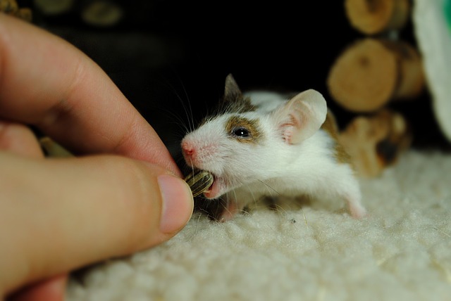 harmonious homes for your pet