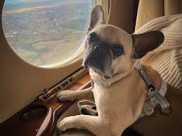 dog on plane dog on plane