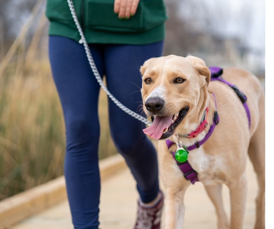 dog walk