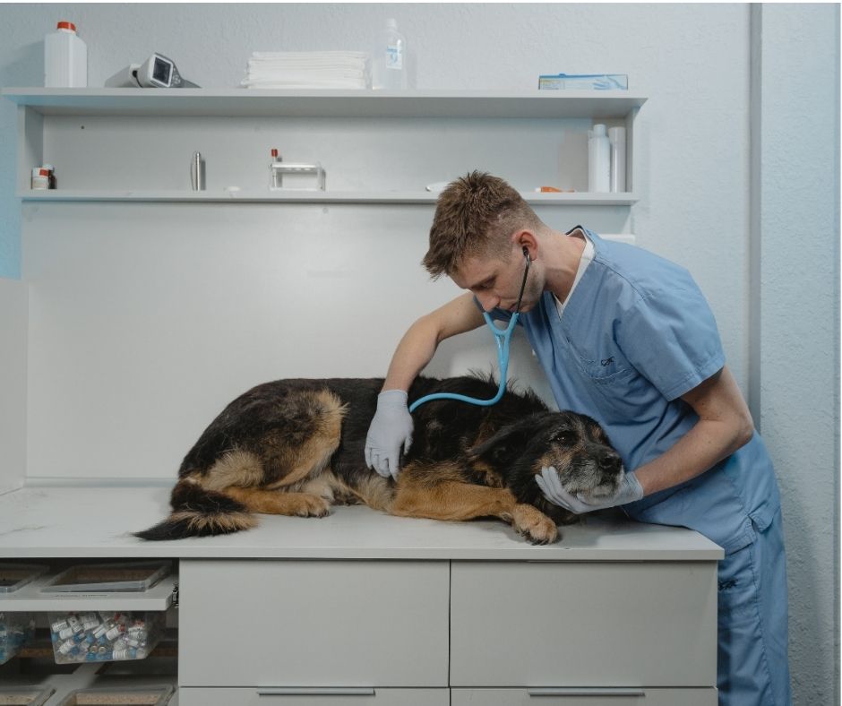 vet check