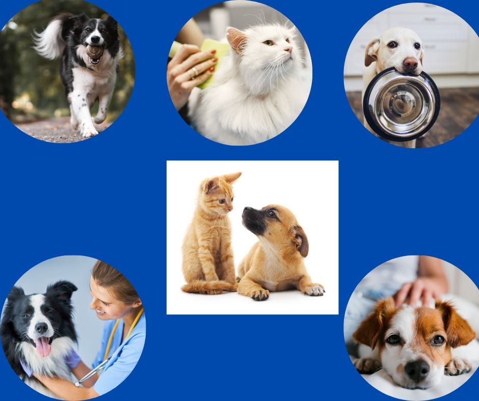 5 ingredients for new pet parents