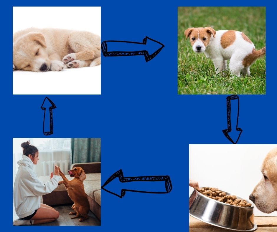 Dog routine