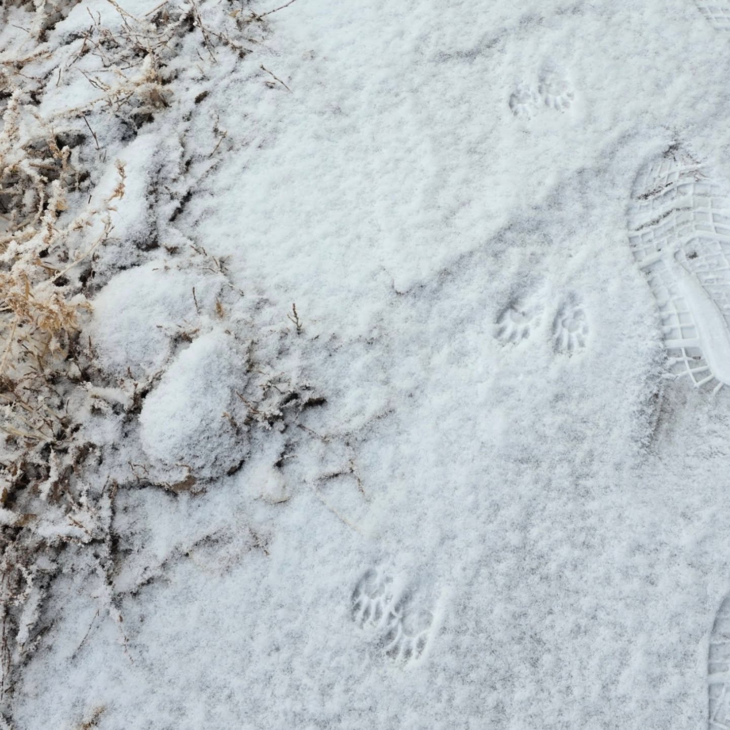 Racoon Tracks Racoon Tracks