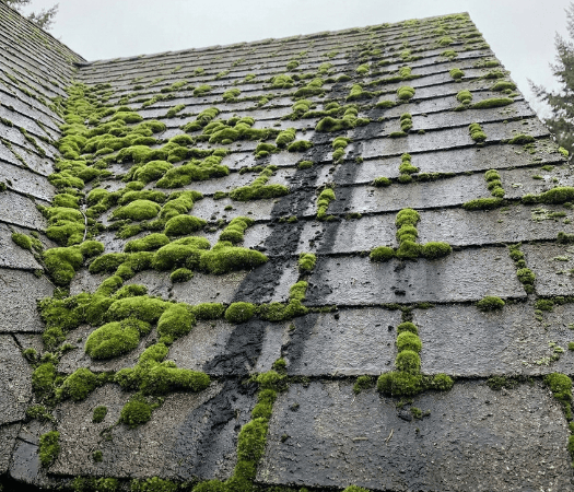 moss on roof