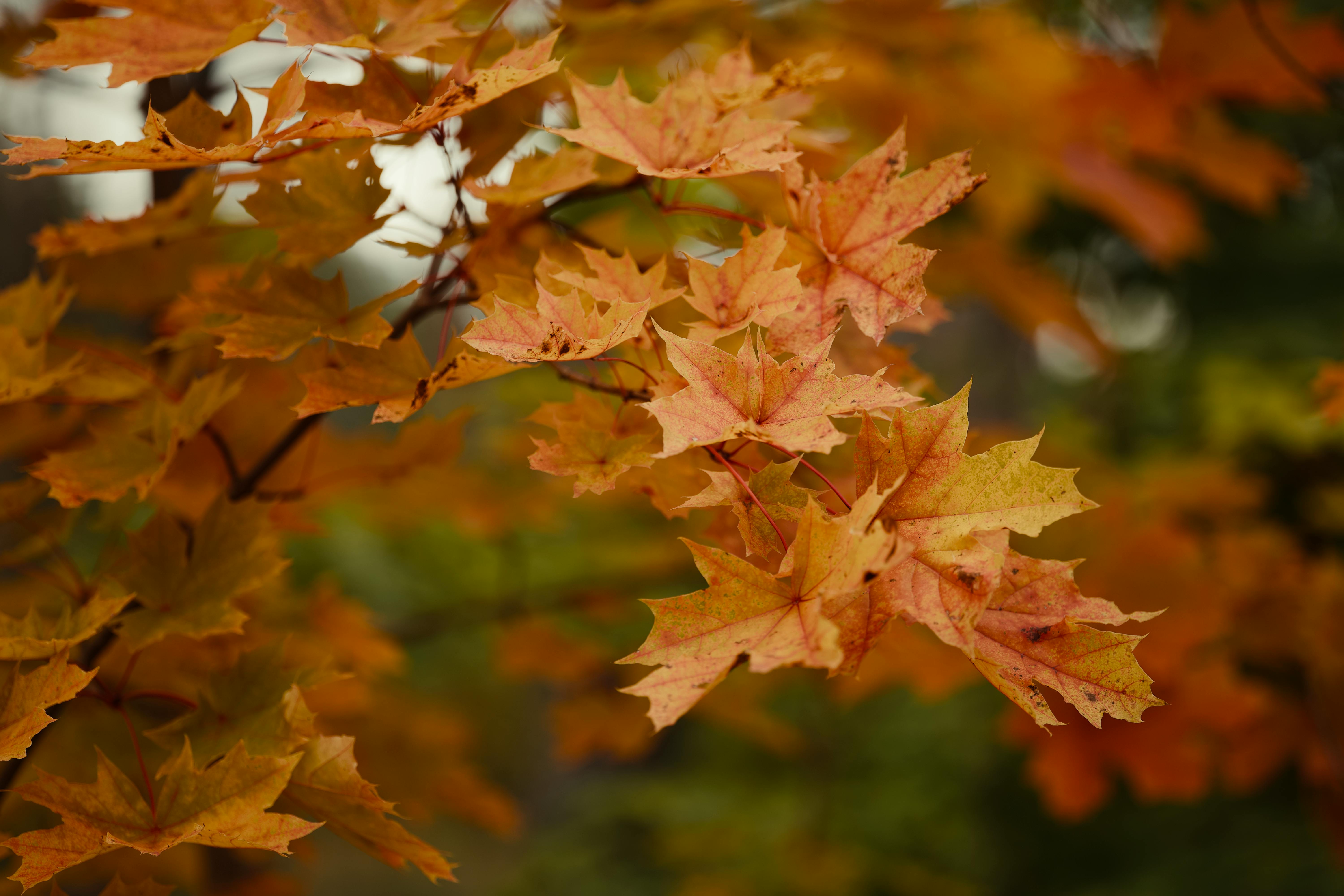 Vibrant Autumn Maple Leaves in Natural Light