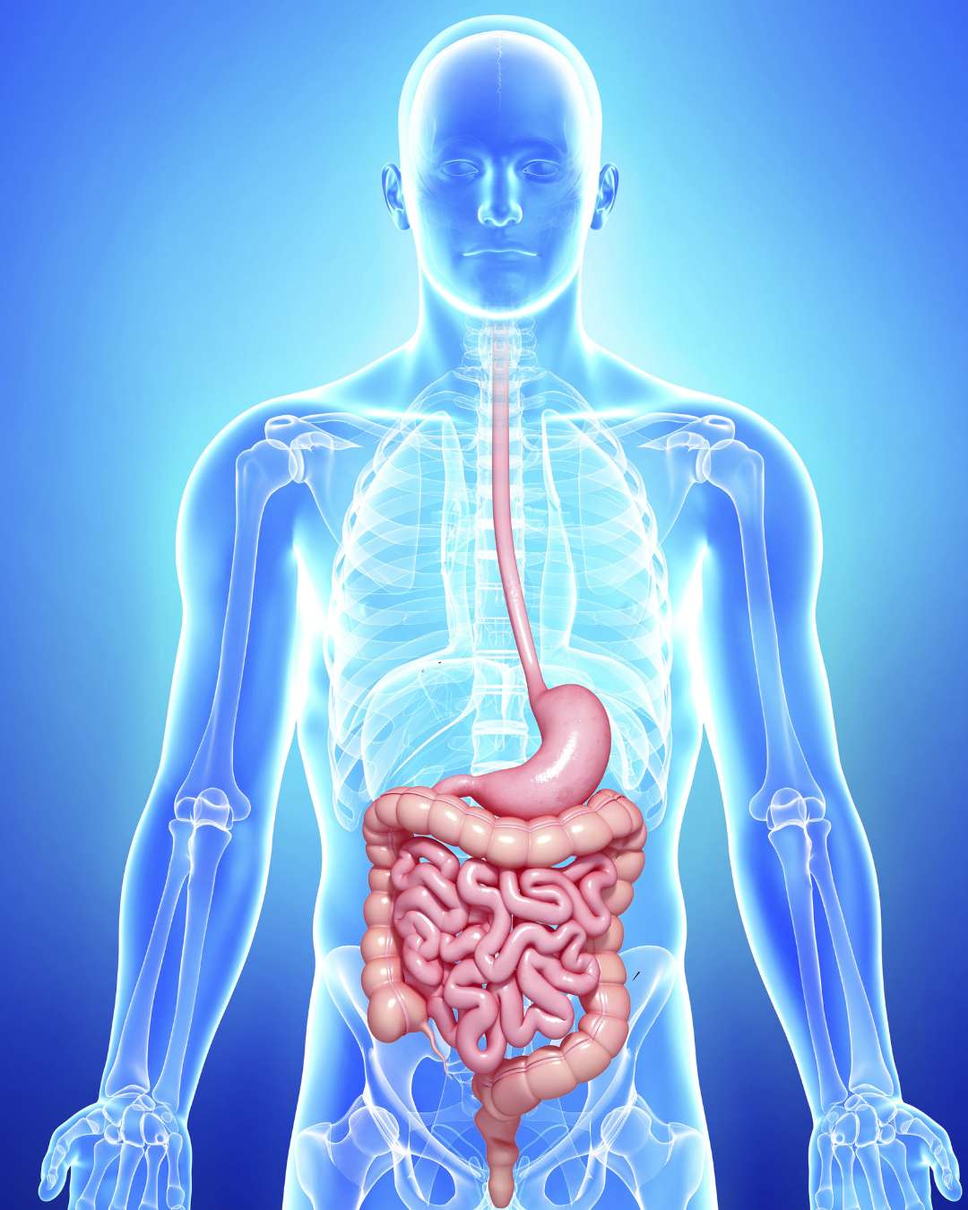 Transparent anatomical illustration of a human figure showing the digestive system highlighted in red Transparent anatomical illustration of a human figure showing the digestive system highlighted in red