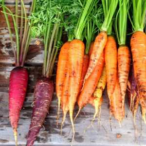 Freshly harvested orange and purple carrots on a rustic surface—highlighting that even healthy whole foods like carrots can trigger food sensitivities in some individuals. Freshly harvested orange and purple carrots on a rustic surface—highlighting that even healthy whole foods like carrots can trigger food sensitivities in some individuals.