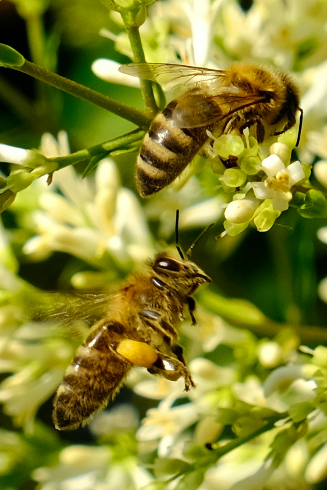 Histamine and Hormones Histamine and Hormones