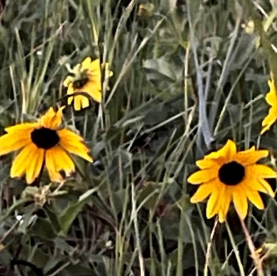 Sunflower Field