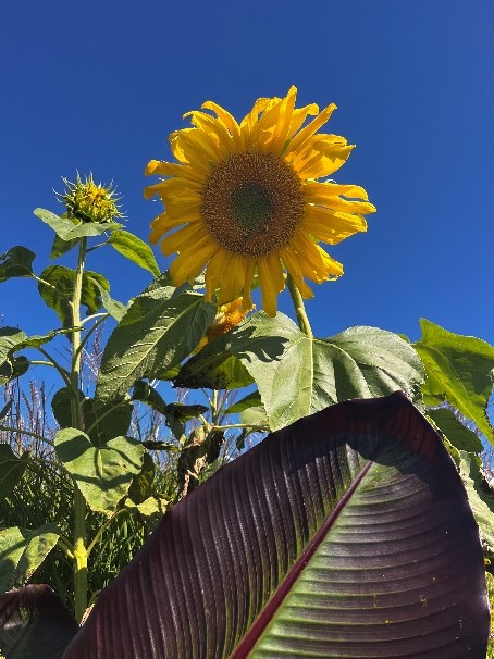 Tall Sunflower