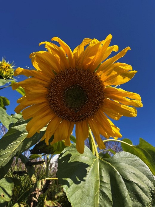 Full Sunflower