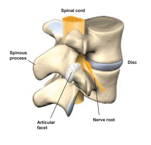 Traveling Walk in Chiropractor Near Phoenix Can Fix Back Pain