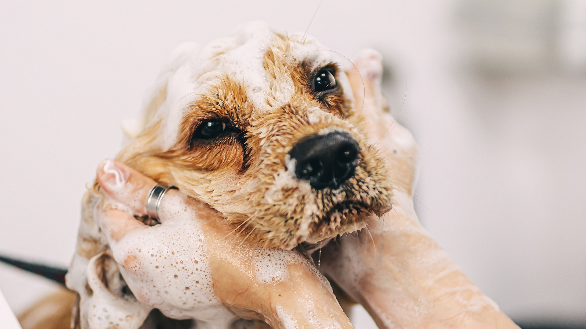 dog grooming dog grooming
