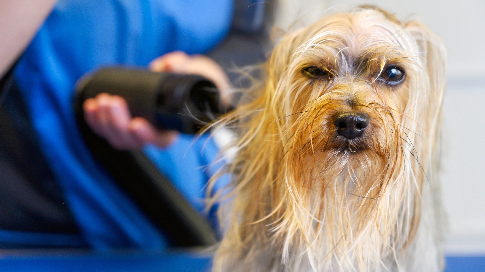 dog grooming dog grooming