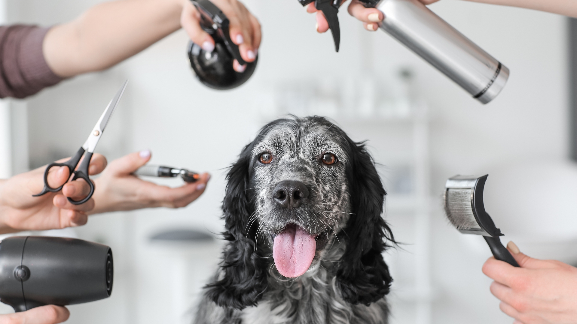 How to Choose the Best Dog Groomer | 8 Tips
