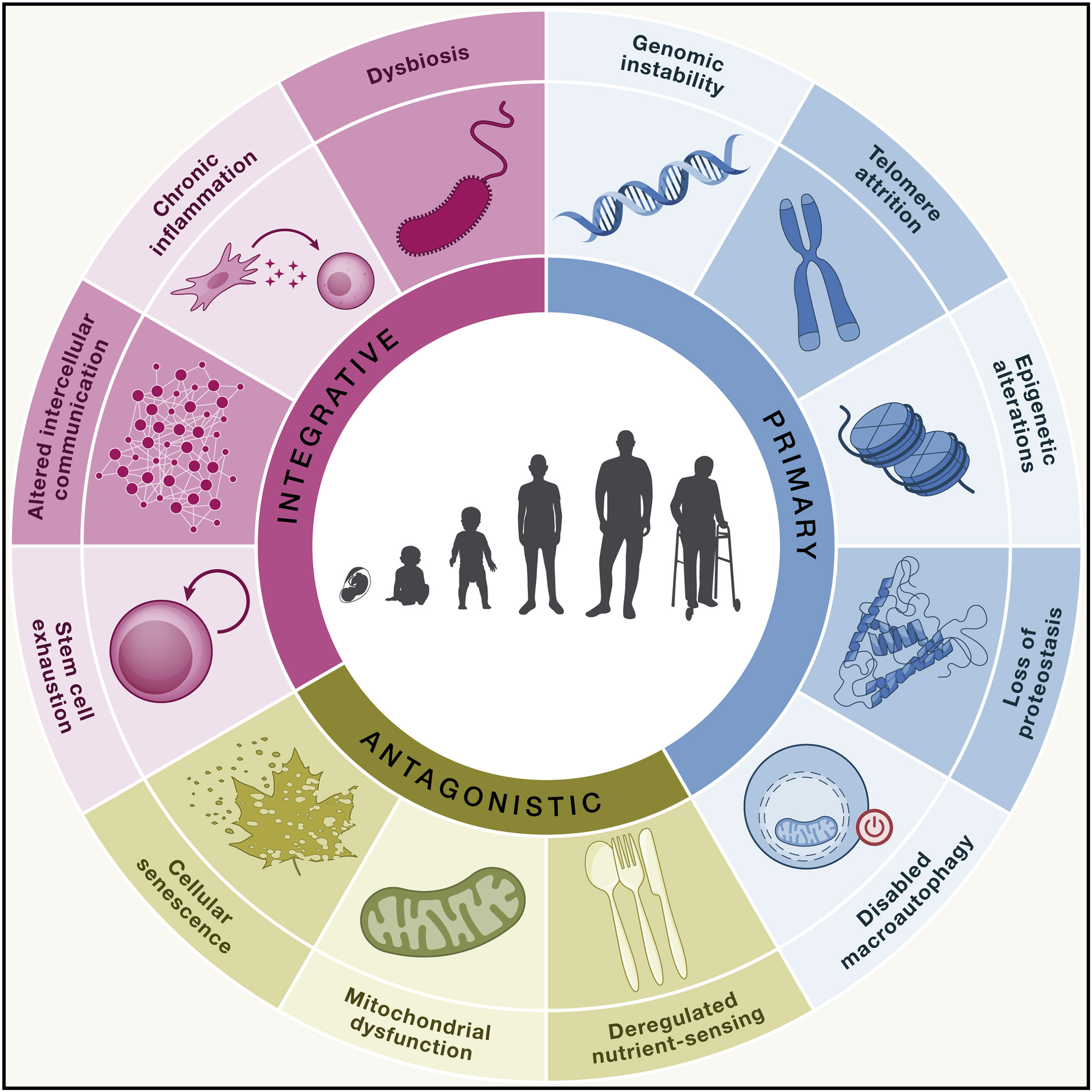 What Is Longevity Medicine? Understanding Biological Aging and How to ...