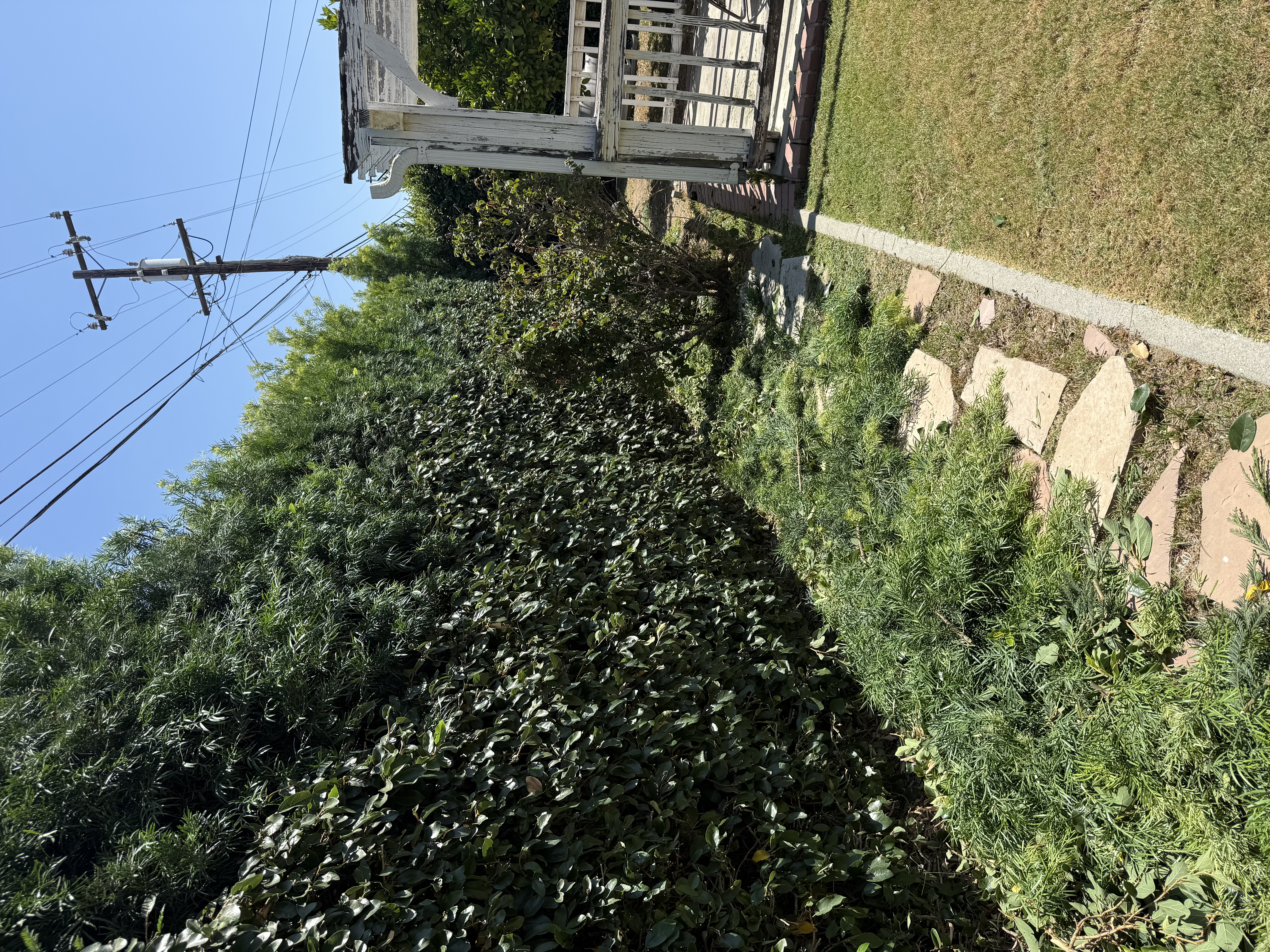 Thick green weed-free lawn in Pomona