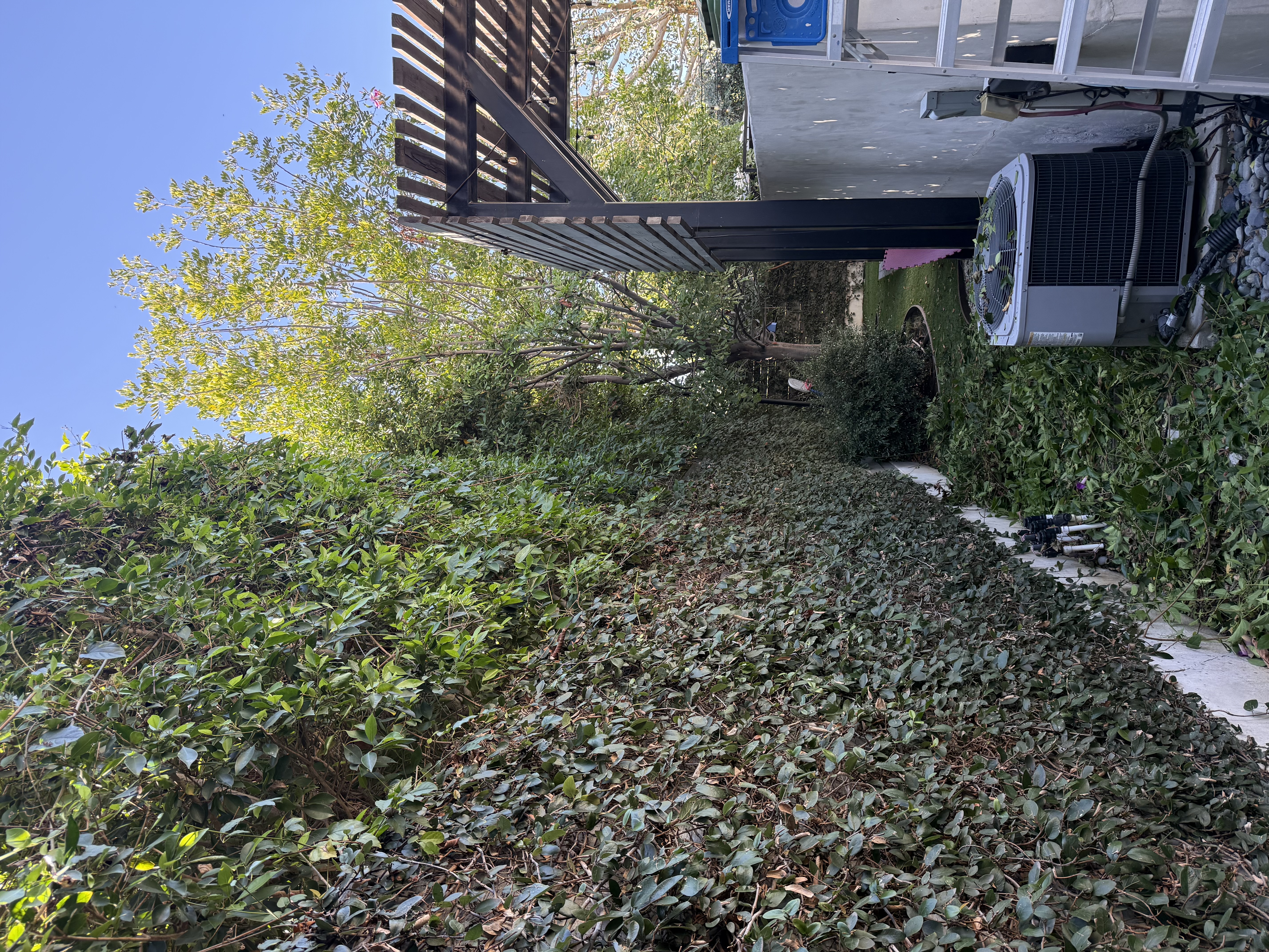 Vibrant green residential lawn