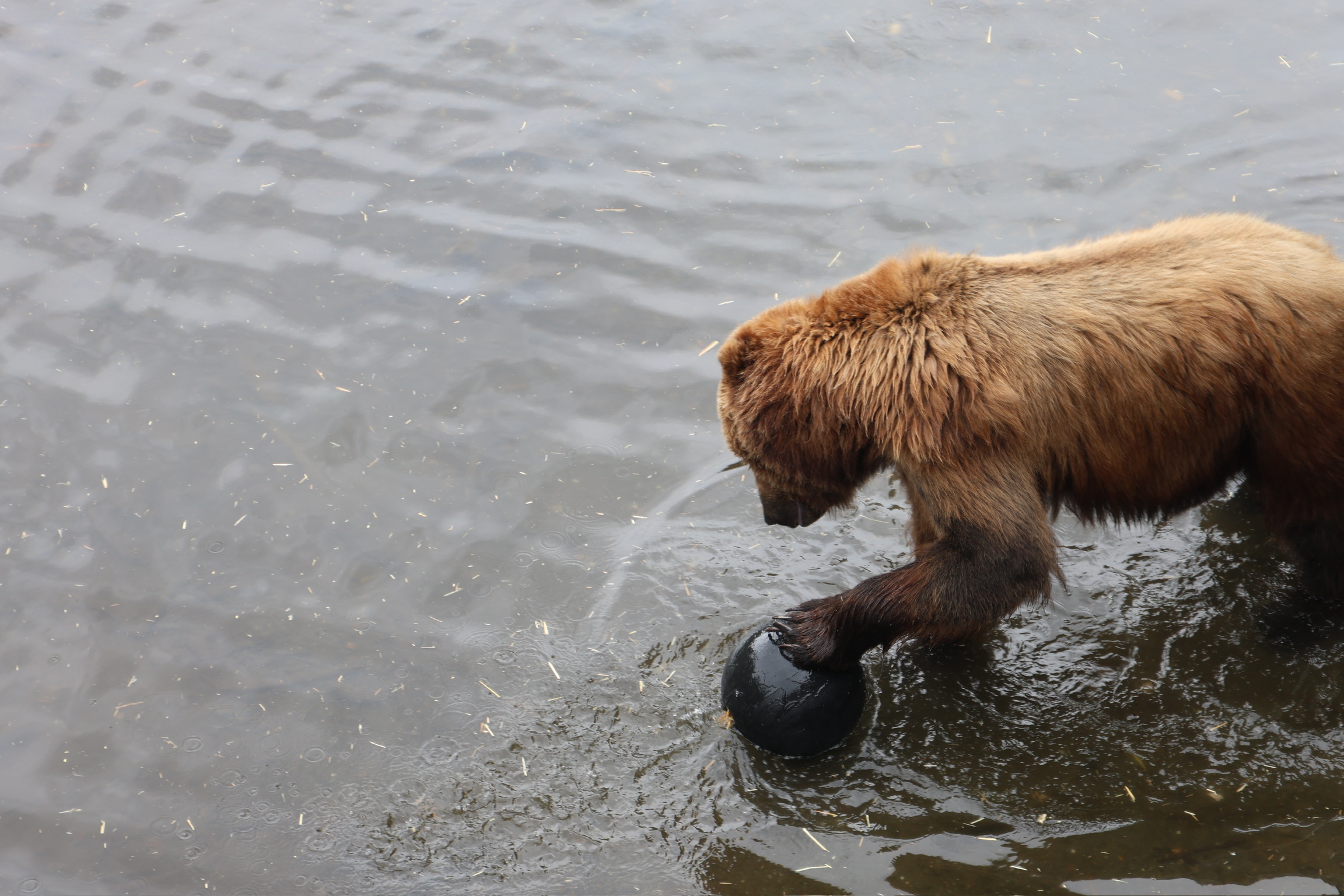 bear