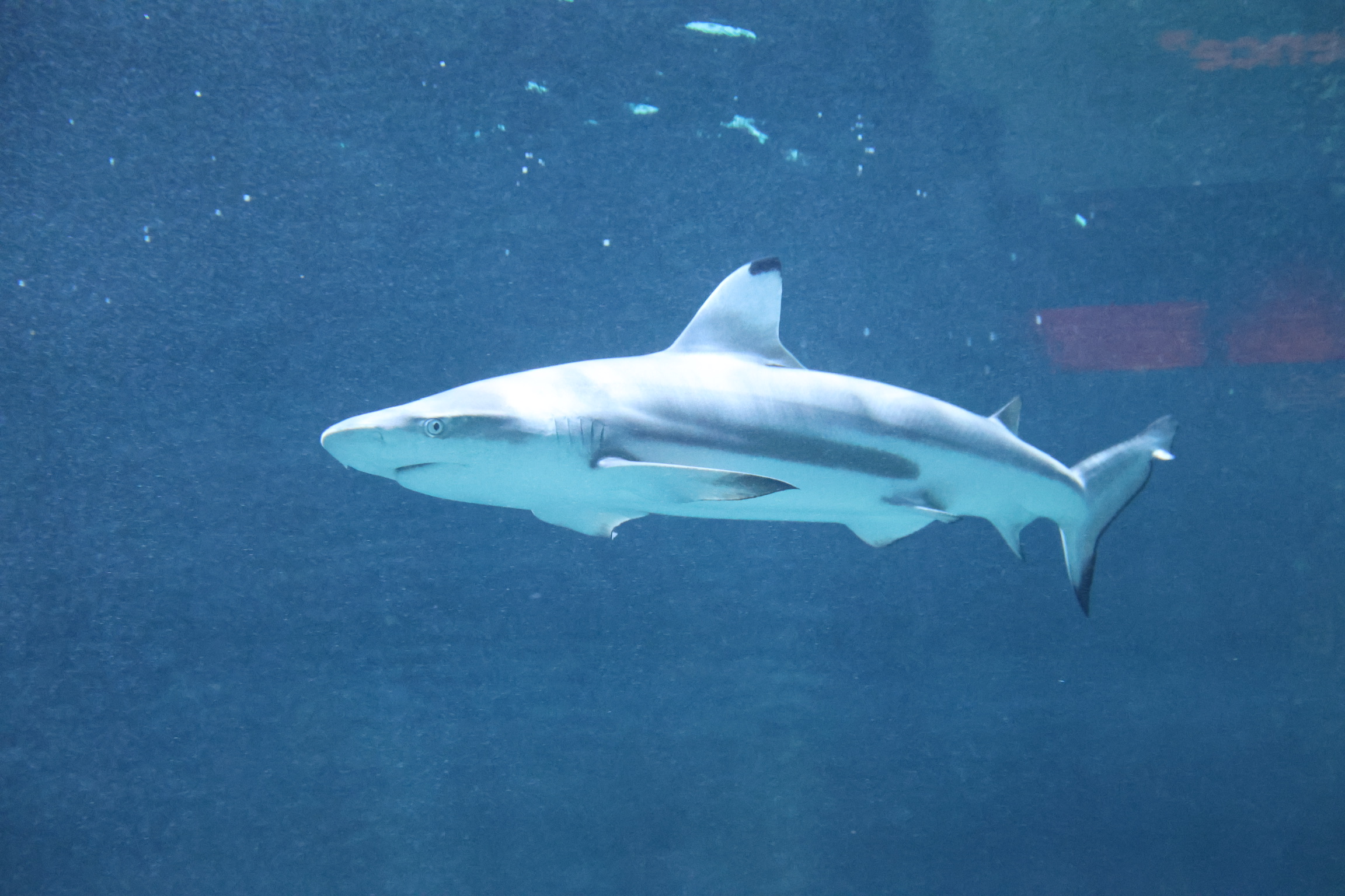 shark