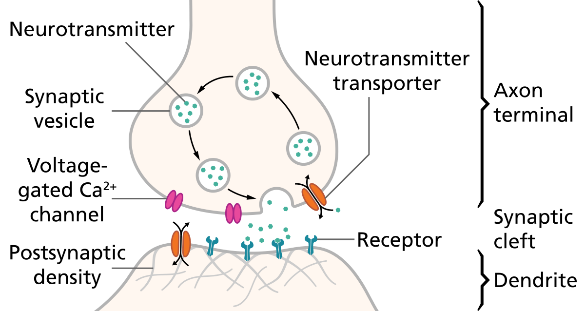 Oxytocin Unveiled- Mastering Men's Emotional Wellness & Performance Synapse Schematic