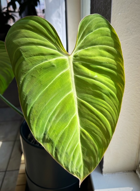 Philodendron Glorious leaf Philodendron Glorious leaf
