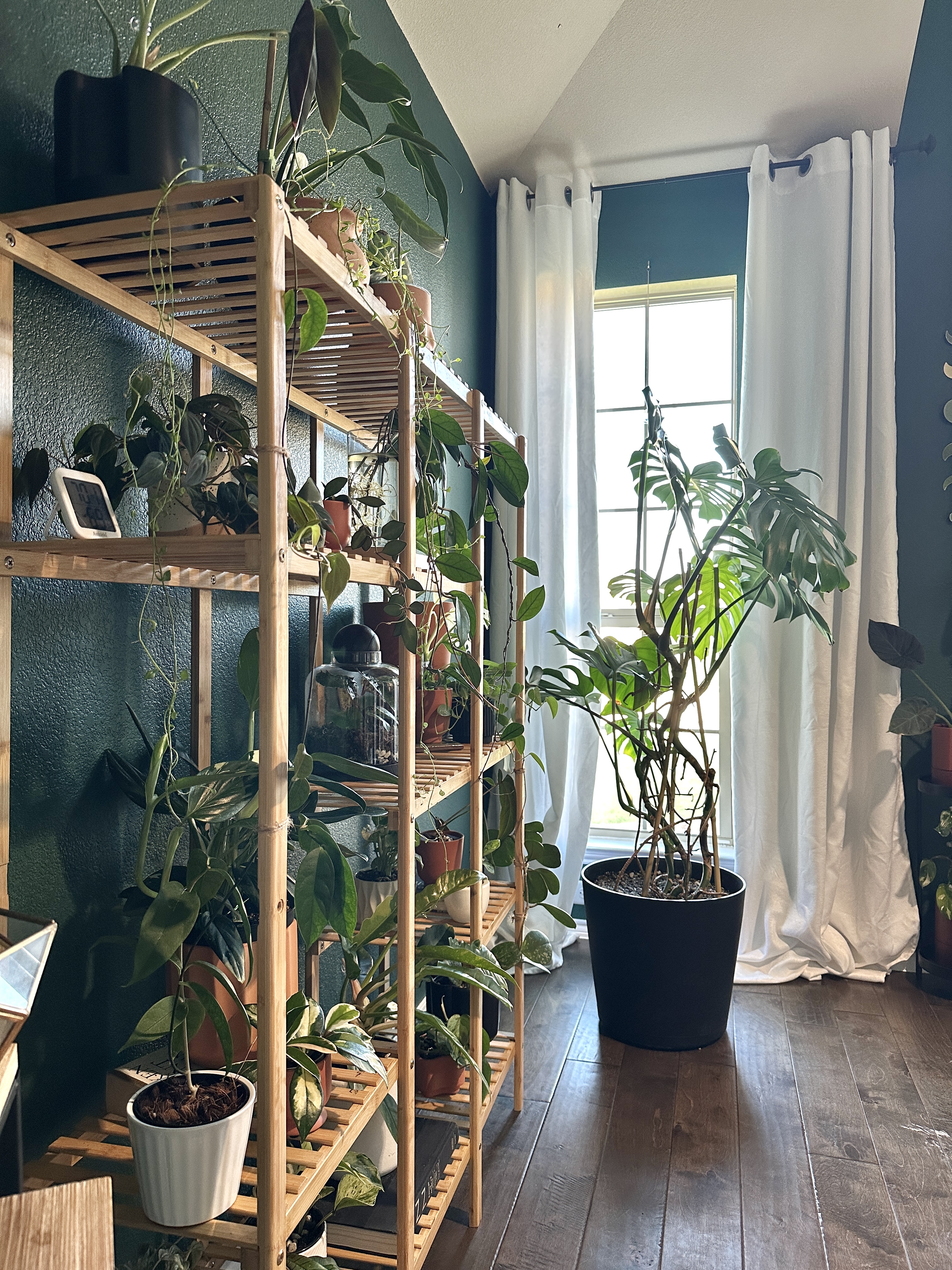 room styled with lush houseplants and natural textures