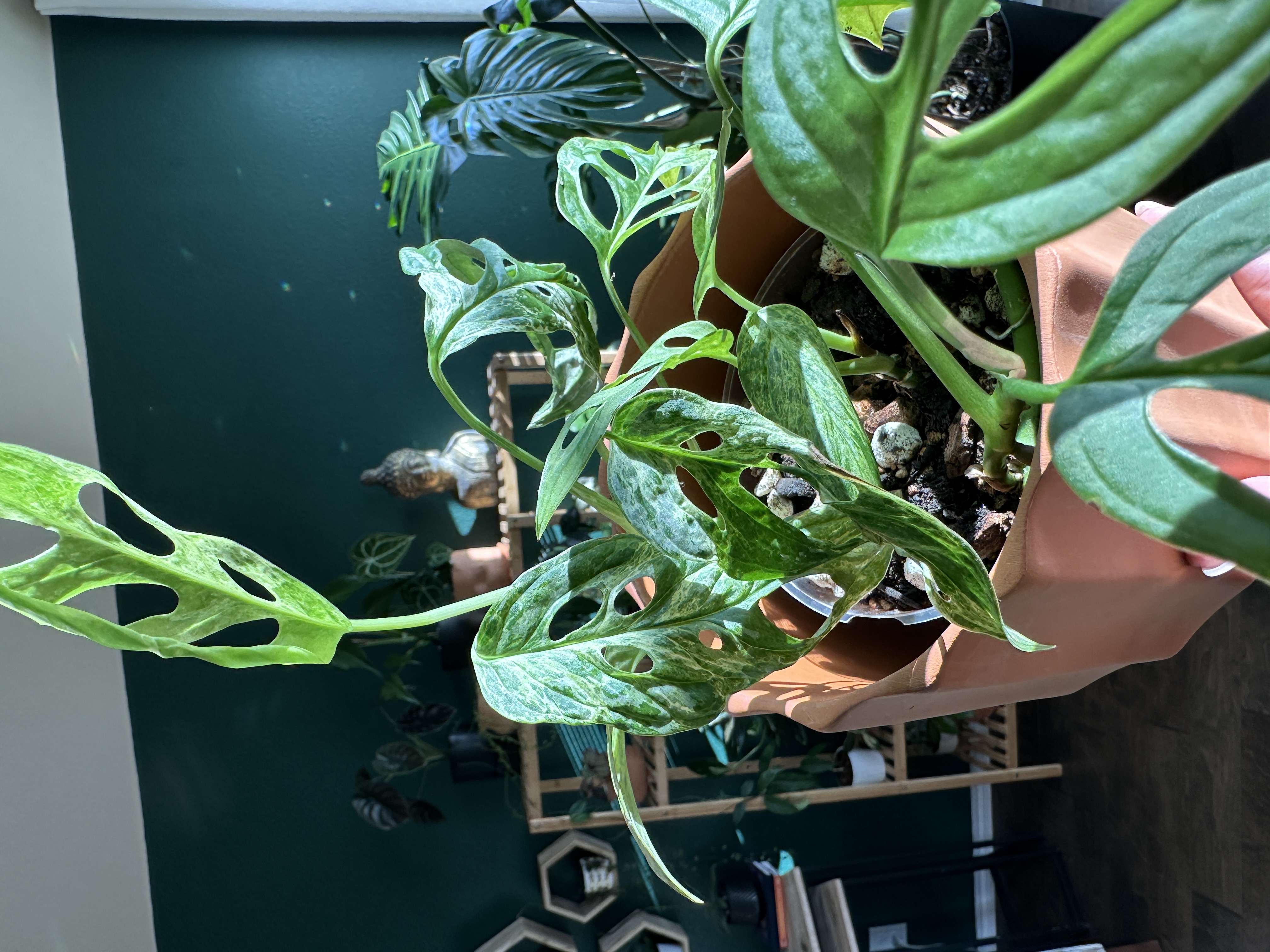 Close-up of a healthy green houseplant