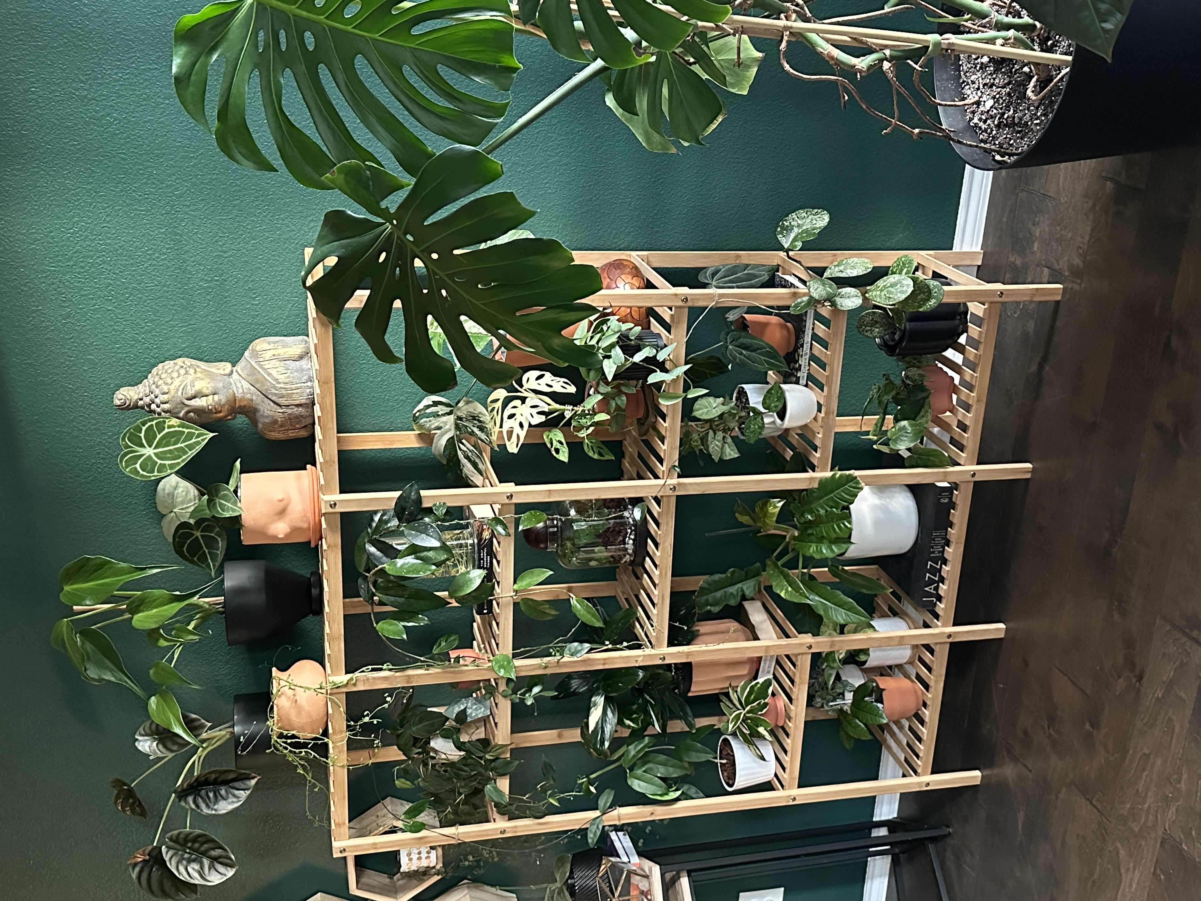 room styled with lush houseplants and natural textures