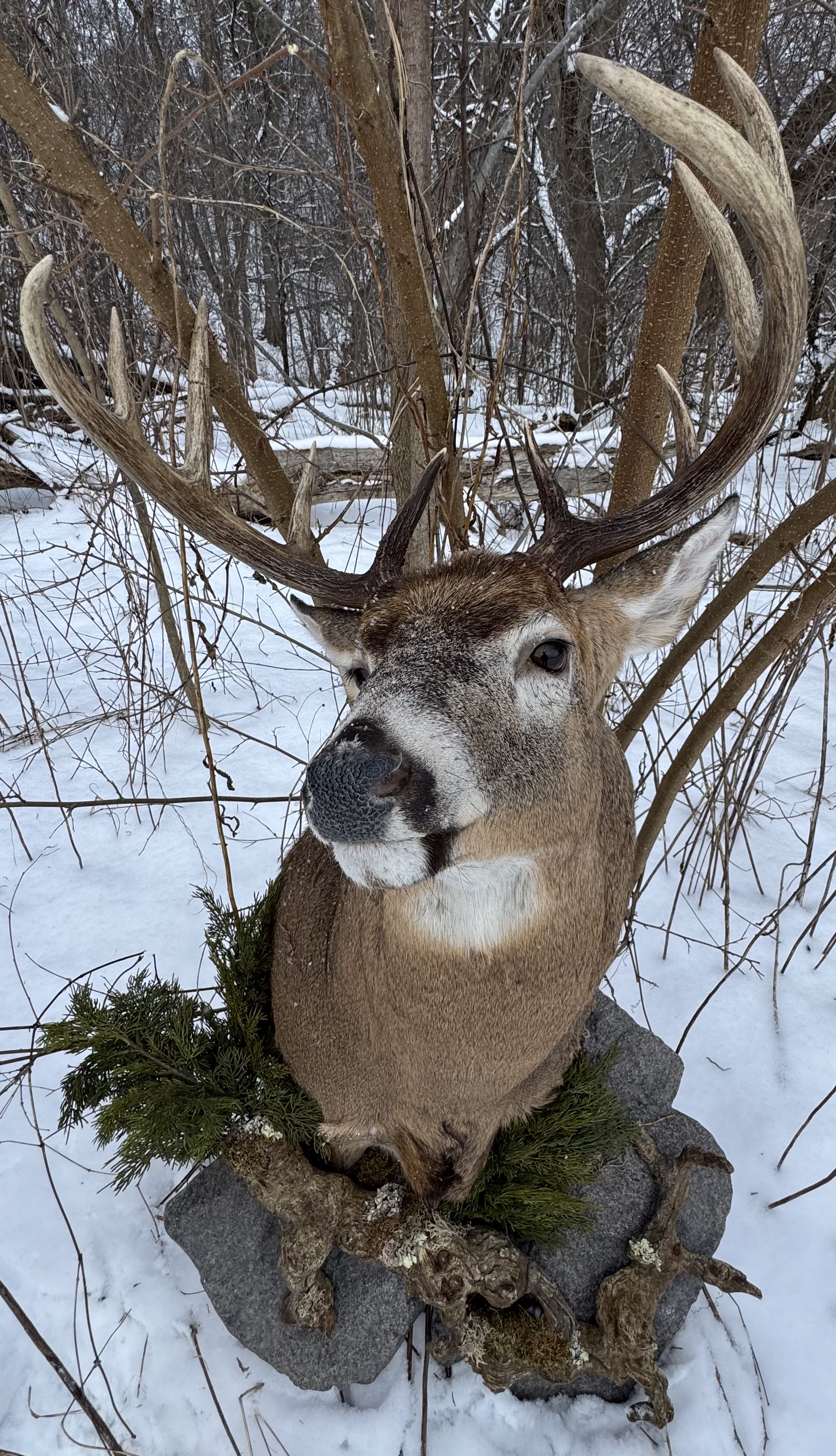 Whitetail Buck Whitetail Buck