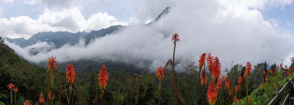 cocora valley